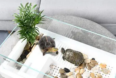 家里养龟十大禁忌