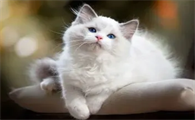 猫咪的正常寿命是多少年