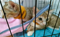 邮寄宠物猫用什么快递好