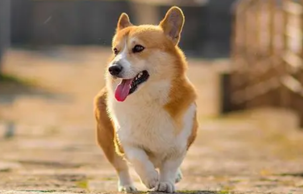 狗狗不愿进店的原因是 狗狗不愿进店的原因是