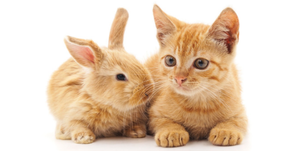 猫咪和兔子可以一起养吗