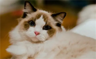 猫咪会不会变成人