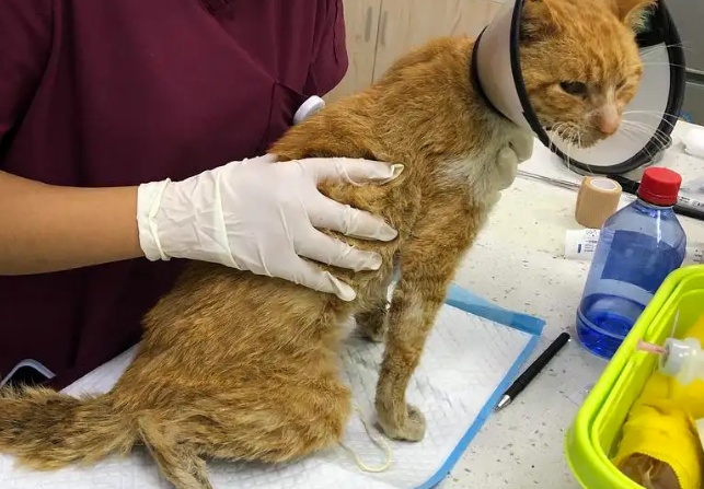 猫后腿神经受损会恢复吗