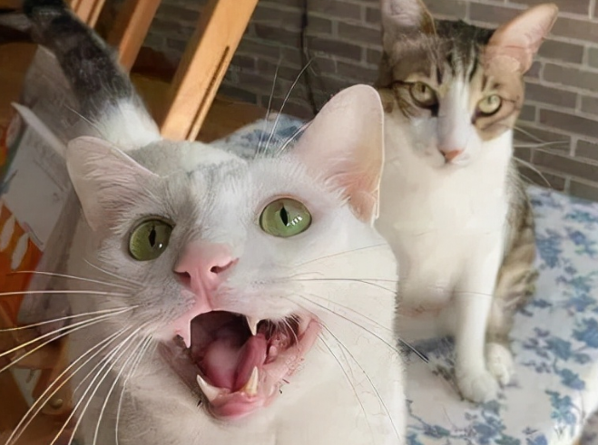 猫咪互相叫唤是什么原因 猫咪互相叫唤是什么原因