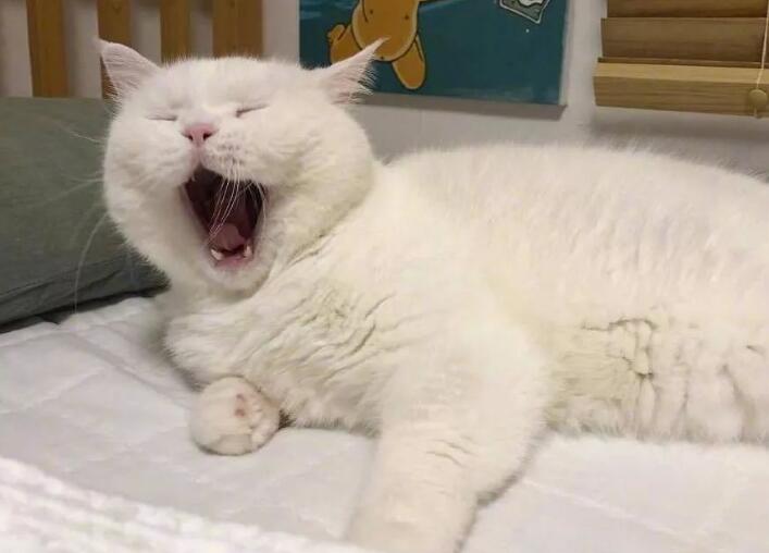 猫咪明明很困却不睡 猫咪明明很困却不睡