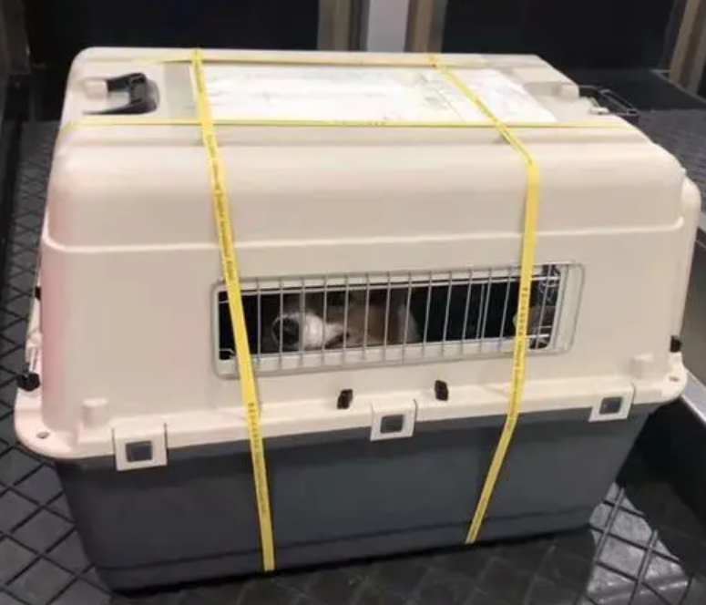 托运猫狗需要多少钱一斤
