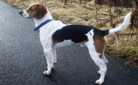 怎么训练英国猎狐犬握手？确定不来了解一下？