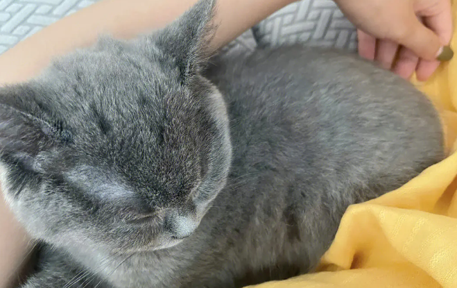 猫咪睡觉为什么总是累醒呢