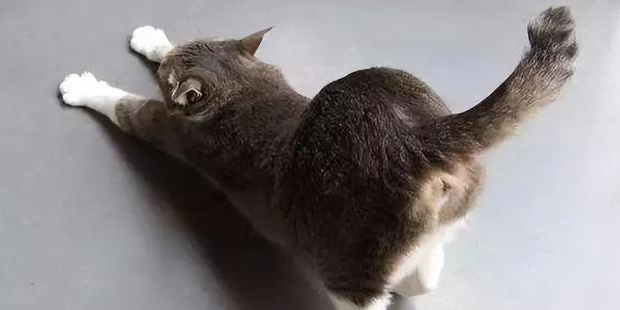 猫咪为什么想被拍屁股呢