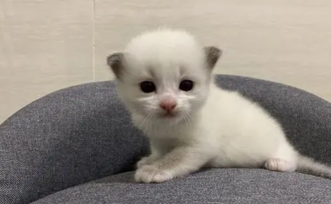 小奶猫眼屎怎么清理的好?这些方法值得收藏~ 小奶猫眼屎怎么清理的好?这些方法值得收藏~