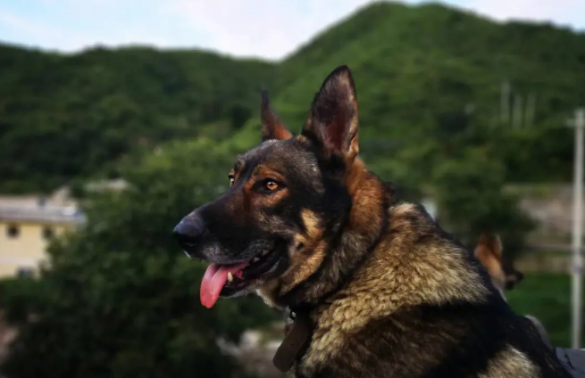 昆明犬性格特点是什么？有必要了解一下！