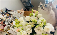 猫咪为什么喜欢吃桔梗花