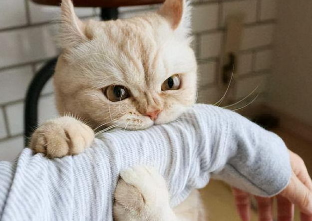 猫咪跟我撒娇为什么咬我手 猫咪跟我撒娇为什么咬我手