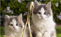 小猫的脑子有多大