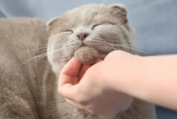 猫咪为什么拿手摸你脸上呢