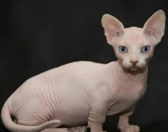 长相最恐怖的猫 长相最恐怖的猫