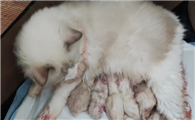 猫咪生育时会不安吗