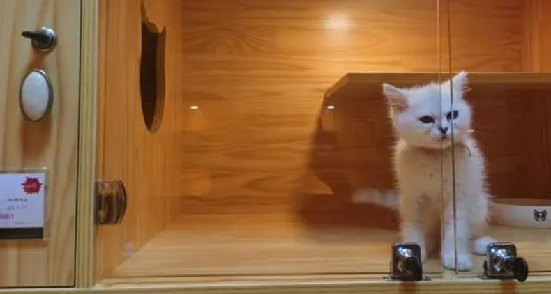 杭州的正规猫舍