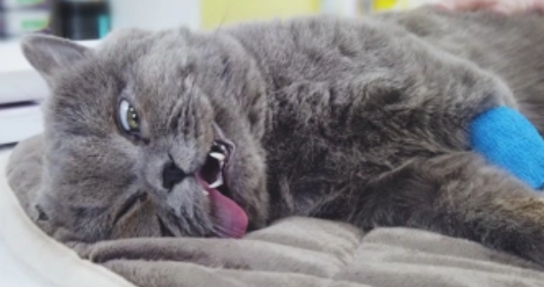 猫咪绝育后会不会很凶