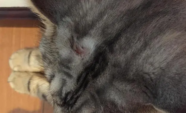猫咪长藓是因为什么原因