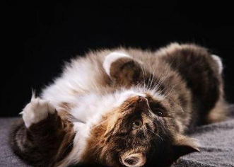 猫咪死了为什么还叫唤声