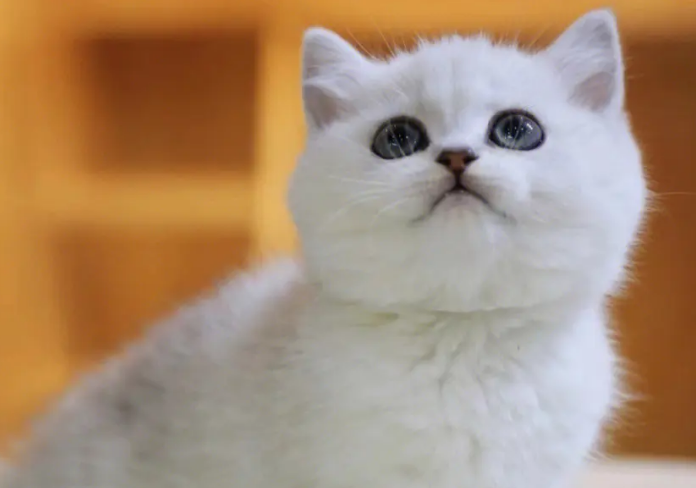 银渐层猫粘人嘛？想养的来看看吧