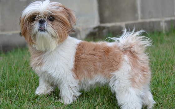 养西施犬的注意事项有哪些?一文告诉你 养西施犬的注意事项有哪些?一文告诉你