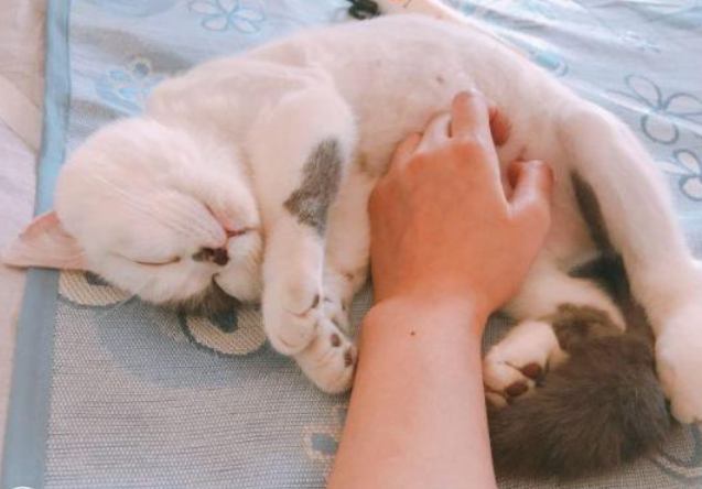为什么揉猫咪肚子会叫个不停
