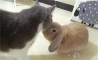 养兔子臭还是养猫臭