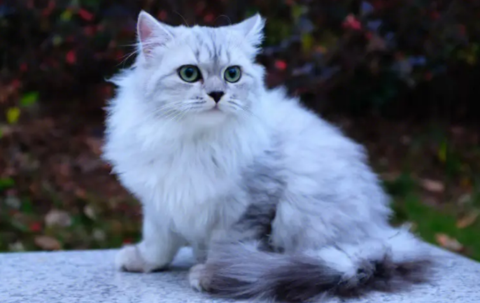 西伯利亚猫怎么养？怎么养才能养好？