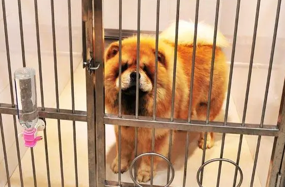 宠物狗寄养费用