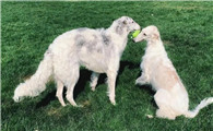 苏俄猎狼犬怎么修剪指甲?赶紧收藏起来吧!