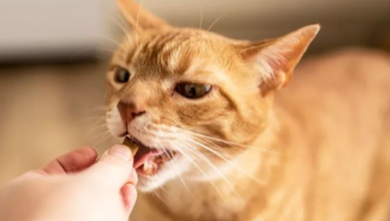 猫可以吃生鹌鹑肉吗 猫可以吃生鹌鹑肉吗