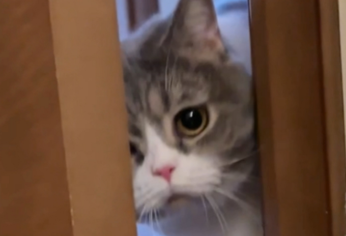 猫咪敲门的原因
