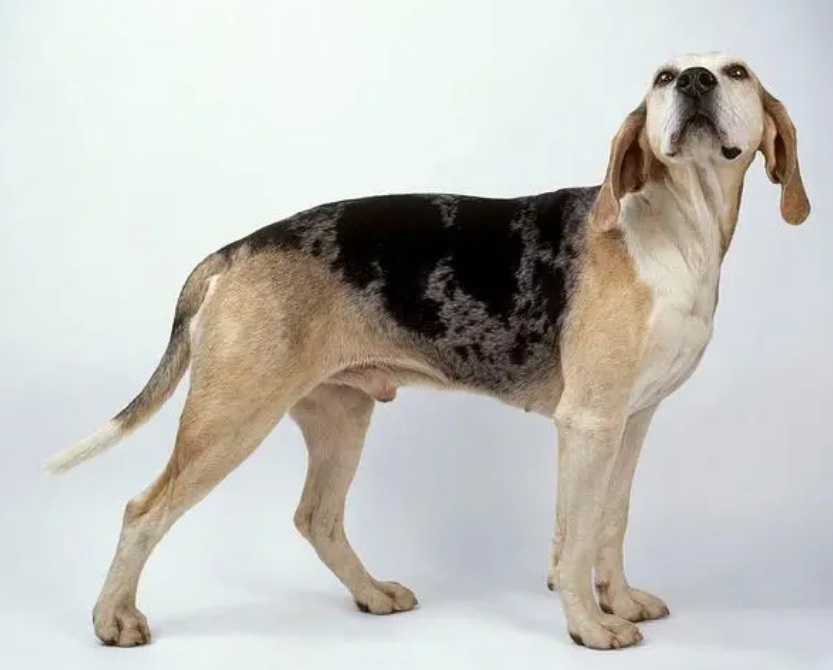 挪威伦德猎犬耳螨治疗方法有哪些呢？