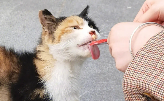 吃了就走的猫还有必要养吗 吃了就走的猫还有必要养吗