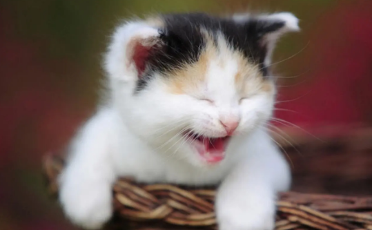 笑得很诡异的那只猫