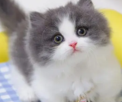 矮脚猫一般多重？想养的人来看看吧
