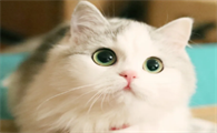 猫咪就咳嗽没别的症状