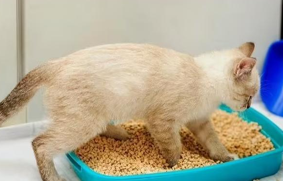 猫咪为什么喜欢陪主人拉屎呢