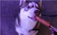 狗狗可以吃街边烤肠吗