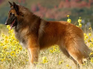 一文详解：比利时牧羊犬犬瘟怎么治