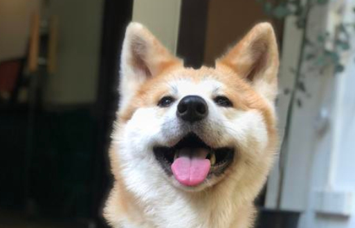 秋田犬不爱吃狗粮怎么办?这几个方法拿捏它! 秋田犬不爱吃狗粮怎么办?这几个方法拿捏它!