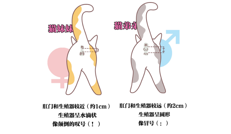 猫怎么区分公母图片视频 猫怎么区分公母图片视频