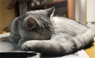上学怎么养猫