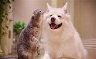 怎样能让猫狗和平相处