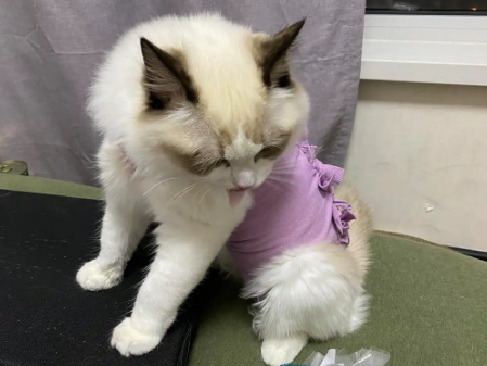 猫咪绝育后为什么喜欢喝水怎么回事 猫咪绝育后为什么喜欢喝水怎么回事