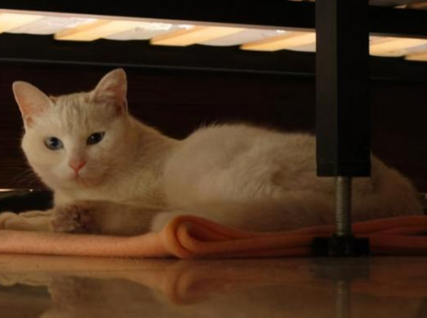 猫咪为什么总往床底下钻