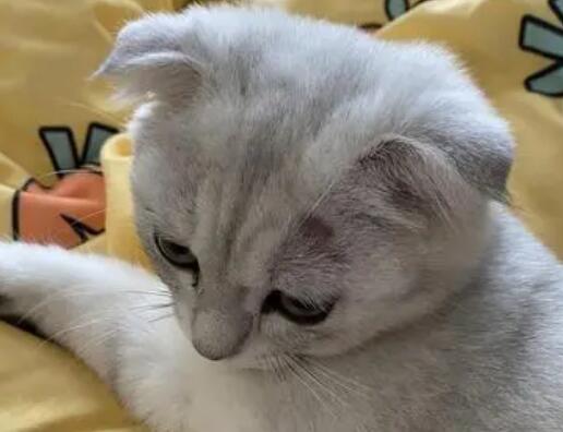 为什么猫咪不能剪秃头
