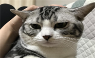 为什么猫咪老是用头顶你